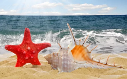HD nature desktop wallpaper featuring a red starfish and various seashells on sandy beach with ocean waves and a bright, partly cloudy sky in the background.