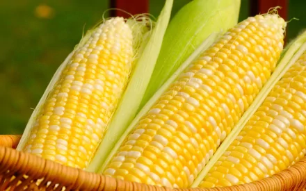 food corn HD Desktop Wallpaper | Background Image