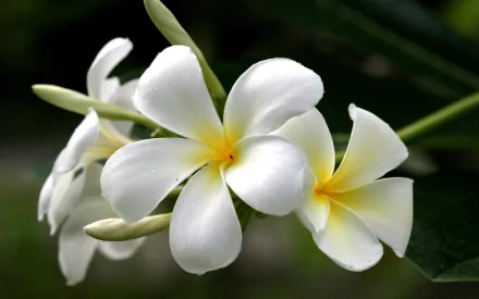 Close-up of white plumeria (frangipani) flowers with yellow centers set against green foliage, captured in HD for a nature-inspired PC desktop wallpaper.