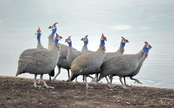 A group of guineafowl with vibrant blue heads and speckled bodies walking along the shore, showcased as a high-definition desktop wallpaper and background.