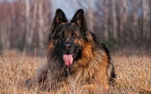 HD desktop wallpaper featuring a German Shepherd lying in a field of tall grass, with a background of bare trees.
