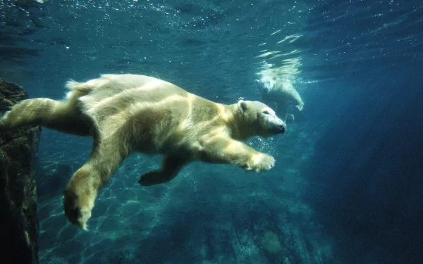 bear swimming underwater Animal polar bear HD Desktop Wallpaper | Background Image