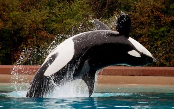 A stunning HD desktop wallpaper featuring a lively orca breaching the water's surface, surrounded by splashes and vibrant greenery in the background.