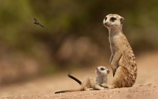 HD desktop wallpaper featuring a close-up of two meerkats in a natural, blurred background with earthy tones.