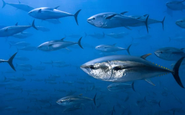 2K Quad HD PC desktop wallpaper showing a school of tuna (animal) in deep blue ocean, a silver tuna prominent in the foreground.