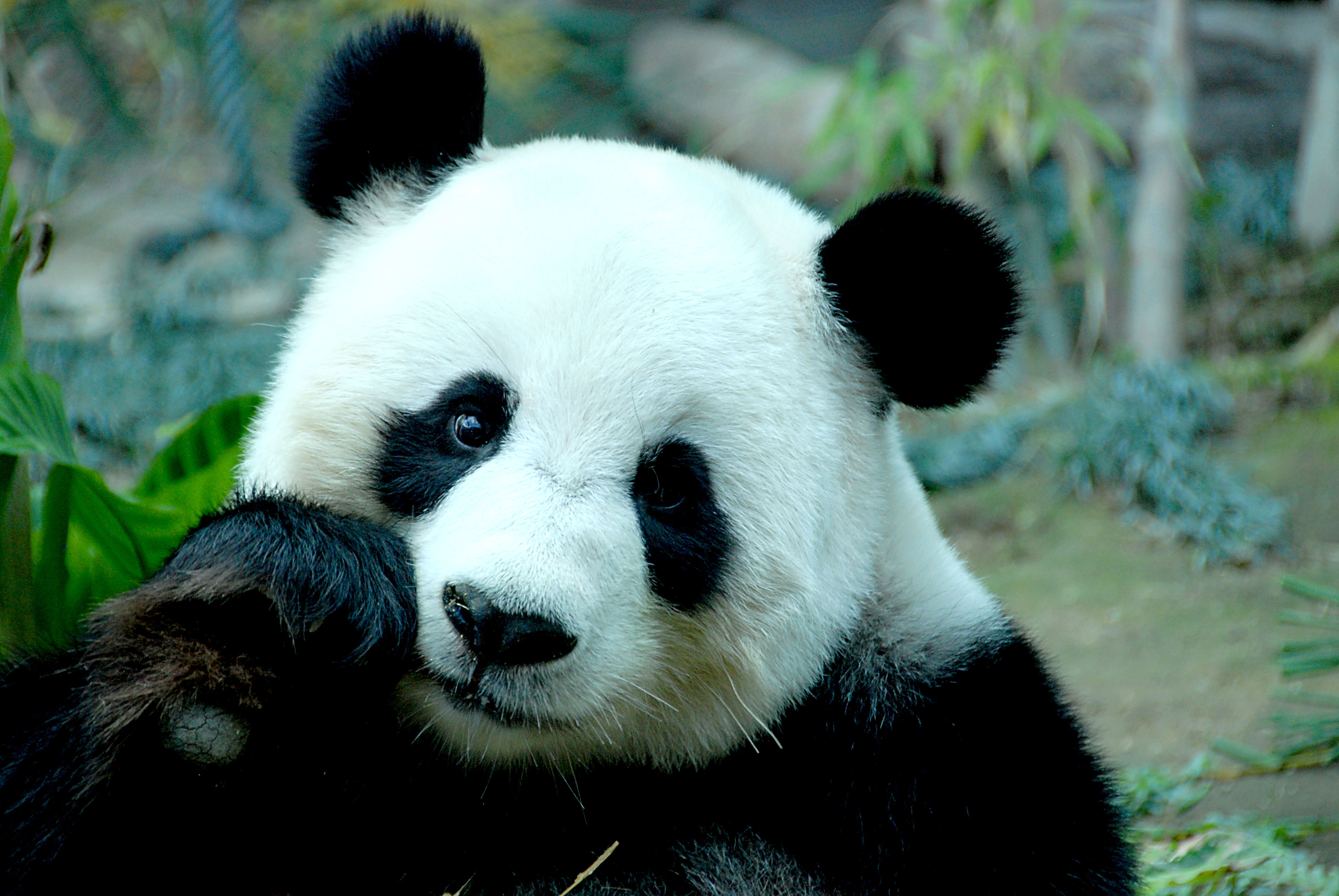 Panda 4k Ultra HD Wallpaper | Background Image | 3872x2592