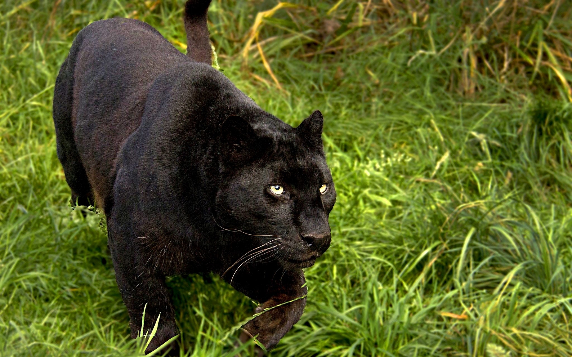 Black Panthers Cats Wallpaper