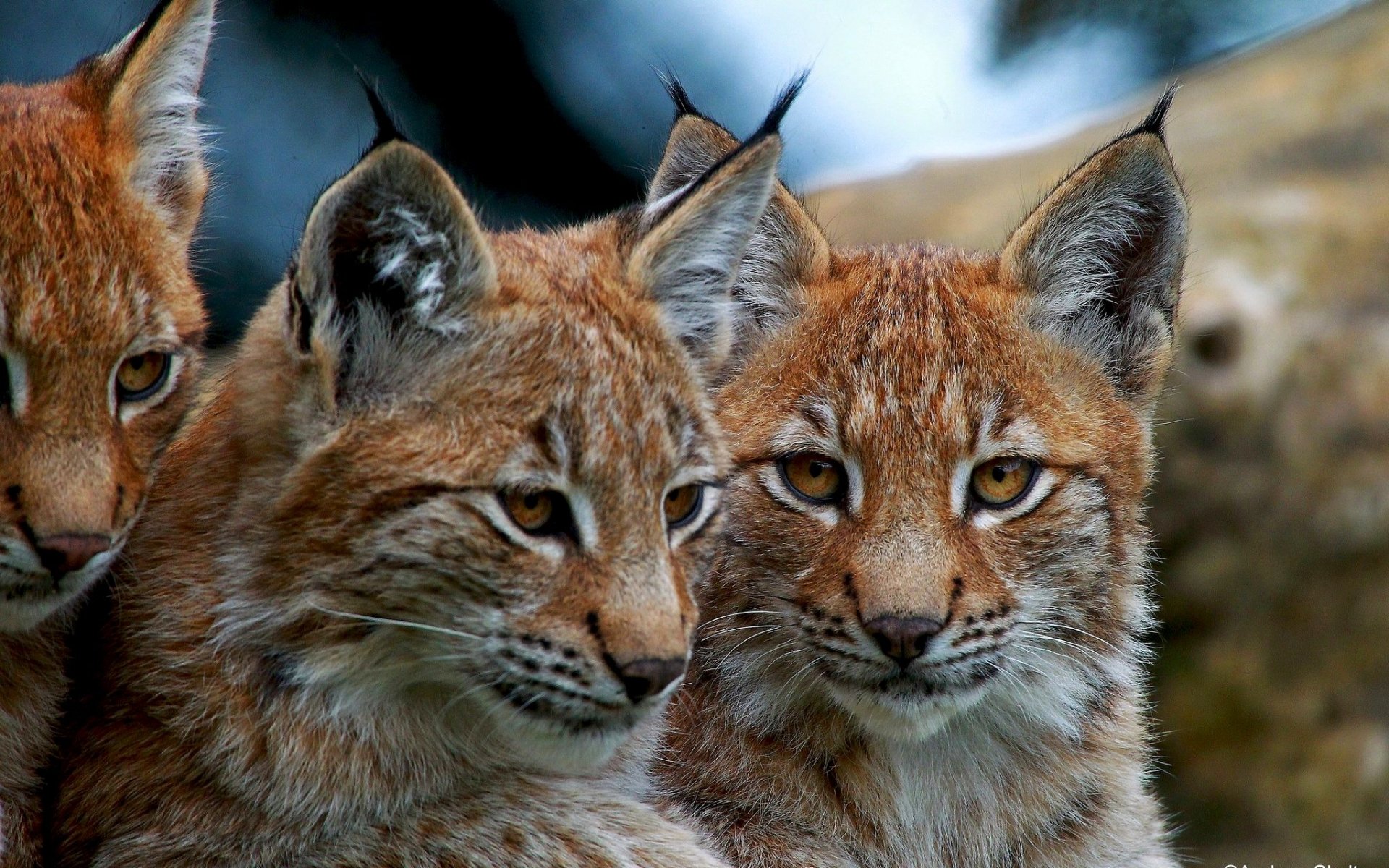 Download Animal Lynx HD Wallpaper