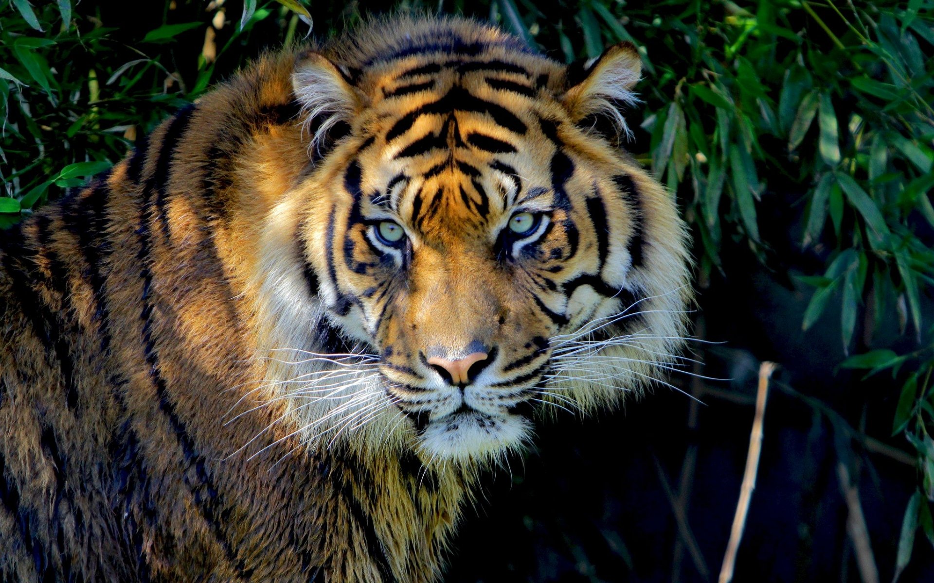HD PC desktop wallpaper: close-up of a tiger, a majestic wild animal, in dense green foliage with an intense gaze and rich orange-and-black stripes.