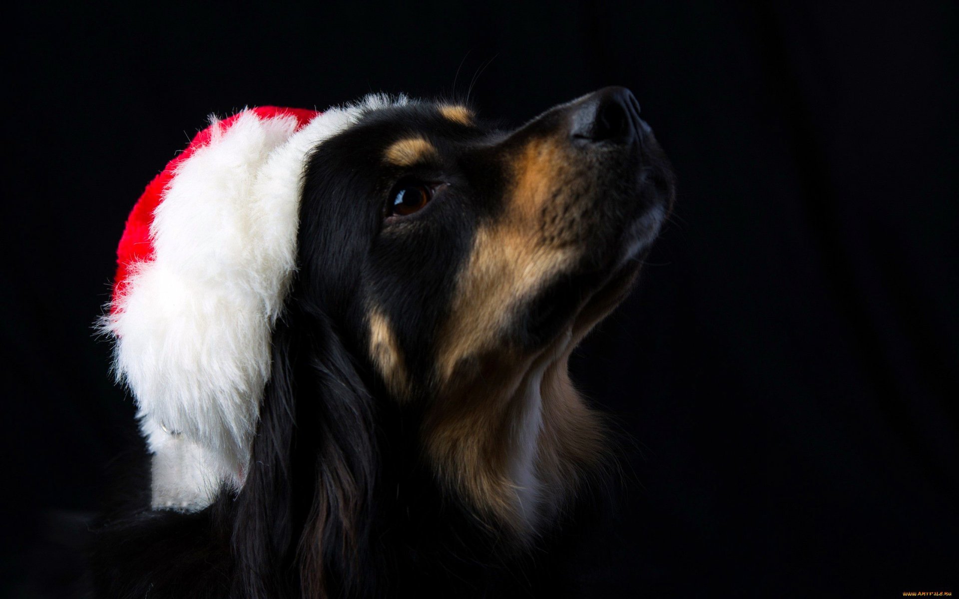 Download Animal Dog HD Wallpaper | 2560x1600 | Wallpaper Abyss