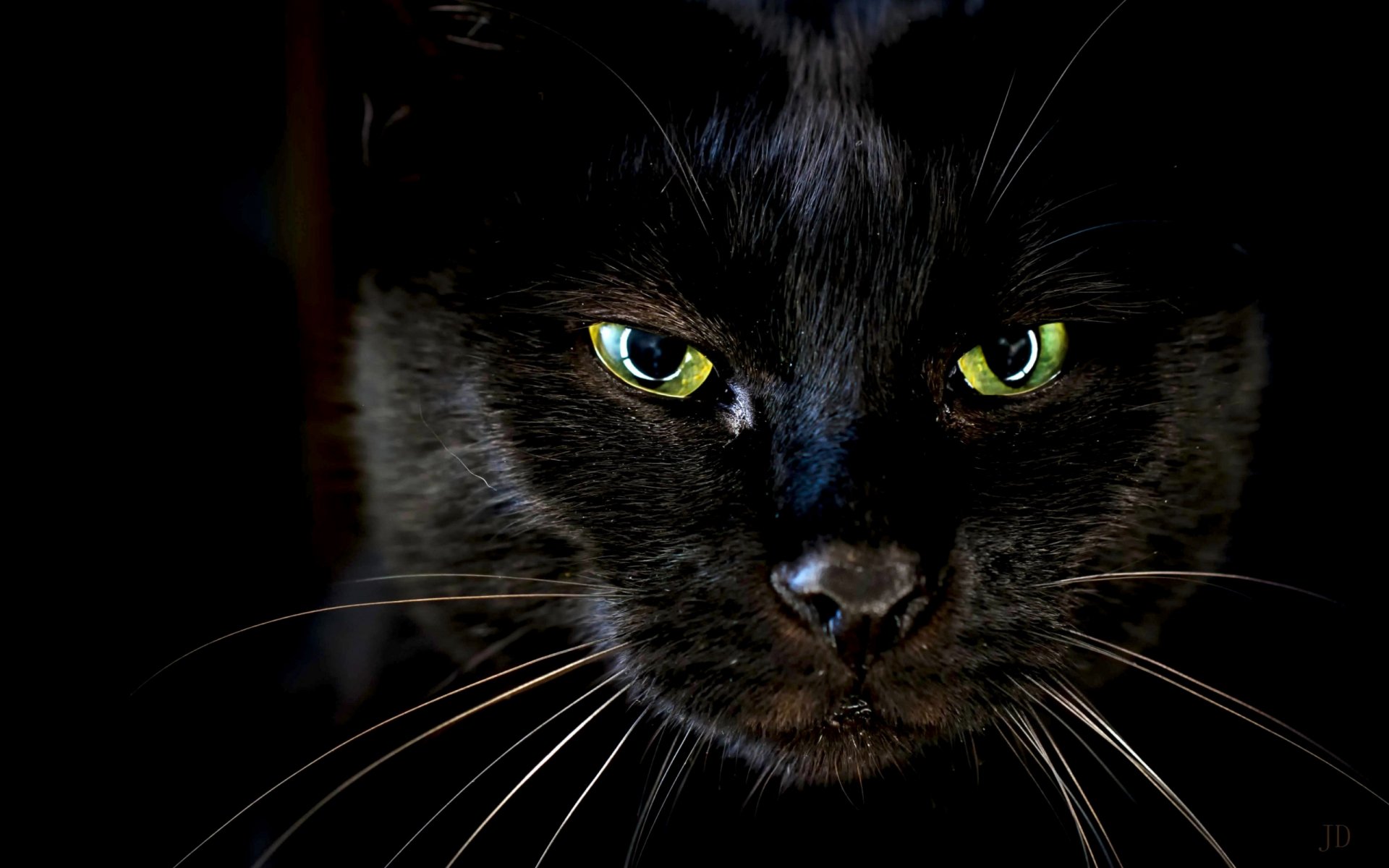Close-up portrait of a black cat with glowing green eyes on a dark backdrop, 2K Quad HD PC desktop wallpaper and background (Animal, cat)