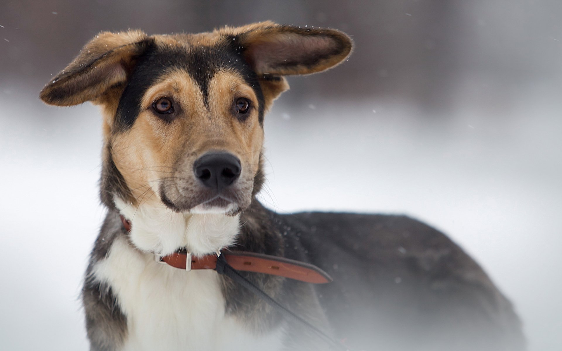 Dog HD Wallpaper | Background Image | 2560x1600