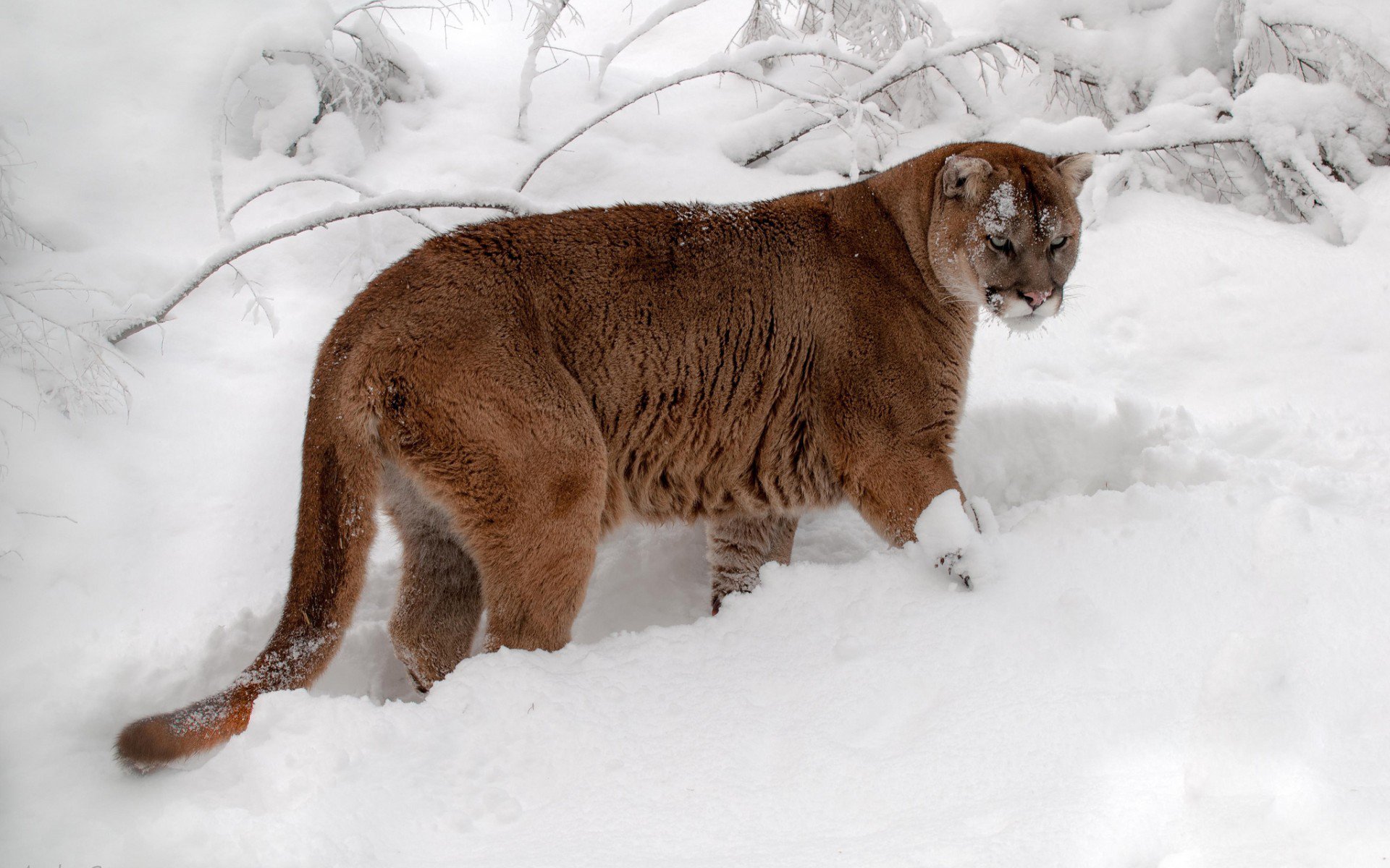HD PC desktop wallpaper showing a cougar standing in a snowy landscape, surrounded by snow-covered branches.