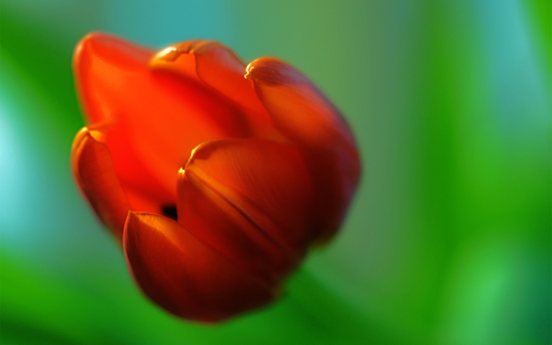 Download Red Flower Flower Nature Tulip HD Wallpaper