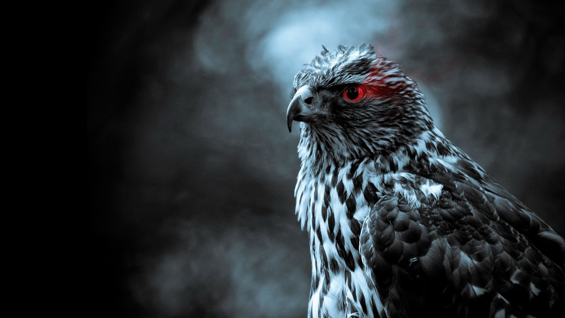 HD PC desktop wallpaper of a fierce falcon in moody blue-gray light, with a red eye accent and detailed plumage against a smoky dark background.