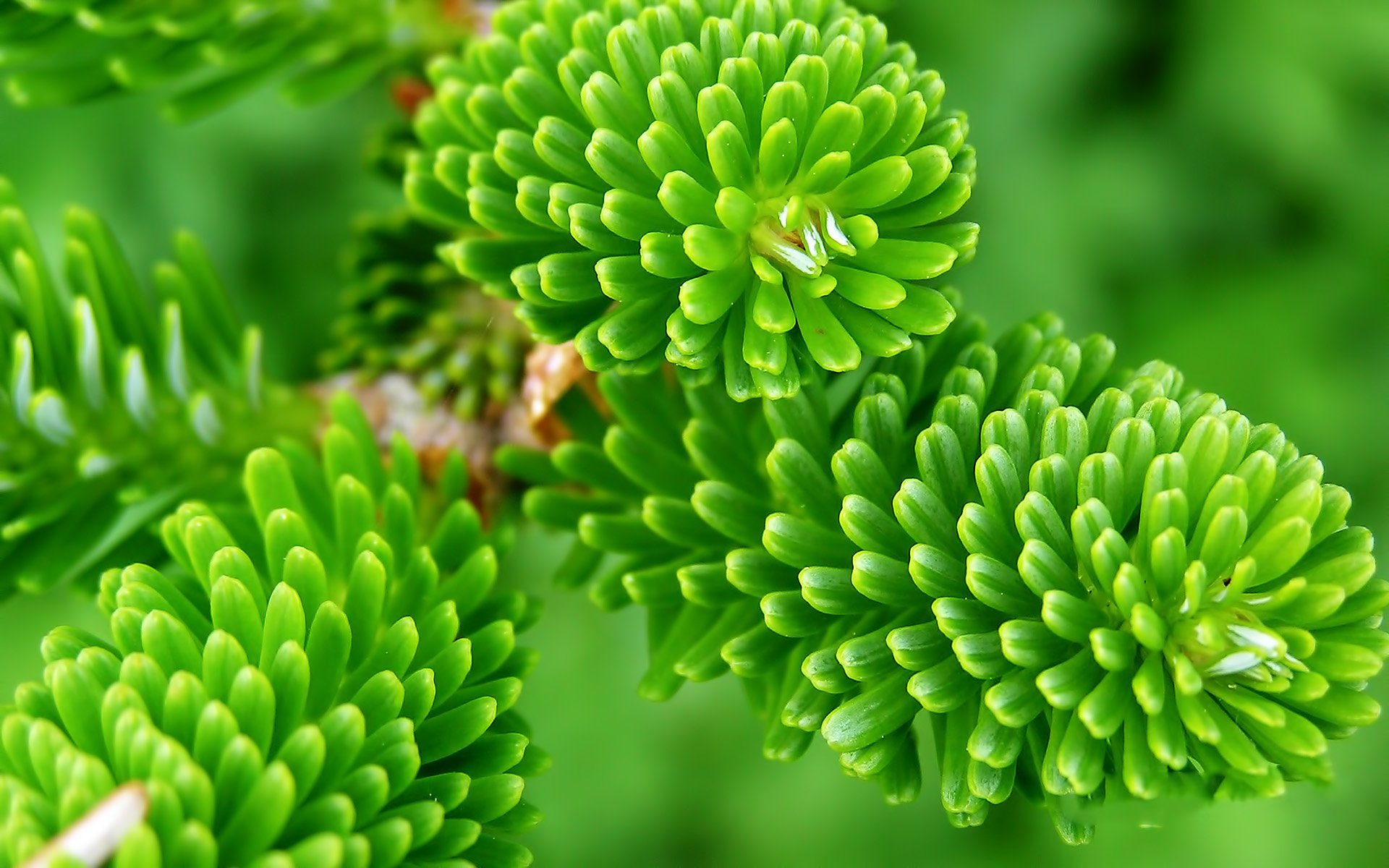 Close-up HD desktop wallpaper of vibrant green plant needles showcasing natural texture and lush foliage.