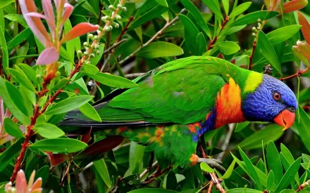 A vibrant rainbow lorikeet perched among lush green foliage, showcasing its striking colors and playful demeanor, captured in stunning detail for a captivating HD desktop wallpaper.
