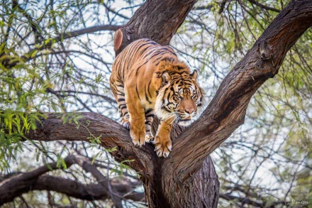A majestic tiger perched on a tree branch, set against a blurred natural background, featured in an HD desktop wallpaper.