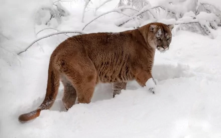 HD PC desktop wallpaper showing a cougar standing in a snowy landscape, surrounded by snow-covered branches.