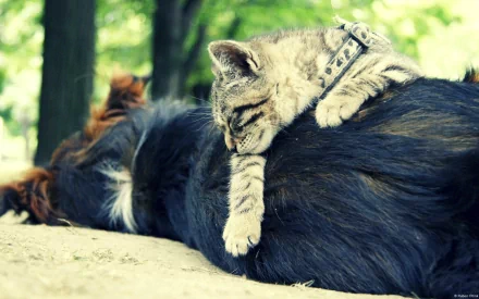 Animal Cat & Dog HD Desktop Wallpaper | Background Image