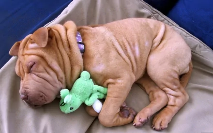 HD desktop wallpaper of a wrinkled Shar Pei puppy sleeping peacefully on a beige cushion, cuddling a small green frog plush toy.
