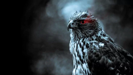 HD PC desktop wallpaper of a fierce falcon in moody blue-gray light, with a red eye accent and detailed plumage against a smoky dark background.
