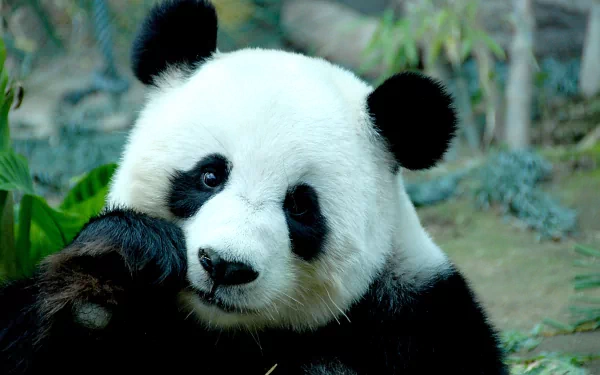 Close-up of a panda resting its head on its paw, captured in vivid detail as a 4K Ultra HD PC desktop wallpaper and background.