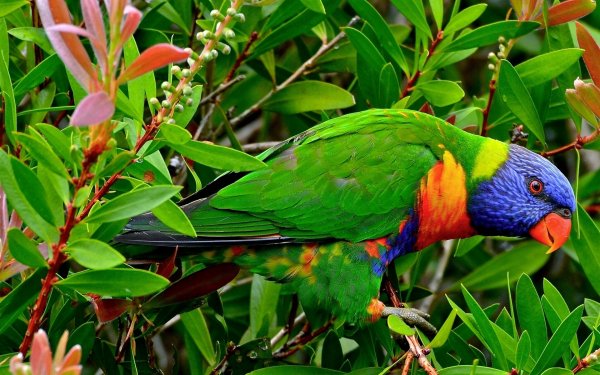 Animal Rainbow Lorikeet Birds Parrots Parrot Lorikeet HD Wallpaper | Background Image