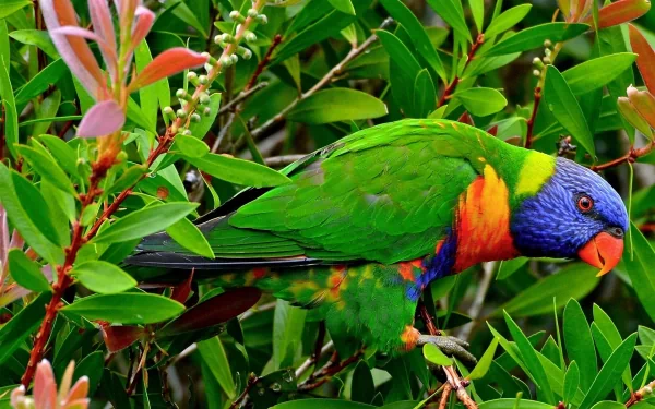 A vibrant rainbow lorikeet perched among lush green foliage, showcasing its striking colors and playful demeanor, captured in stunning detail for a captivating HD desktop wallpaper.