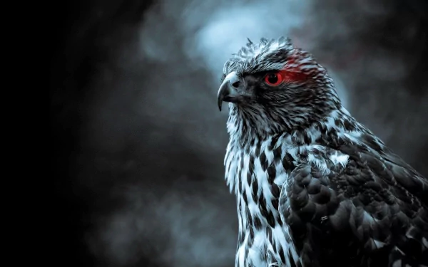 HD PC desktop wallpaper of a fierce falcon in moody blue-gray light, with a red eye accent and detailed plumage against a smoky dark background.