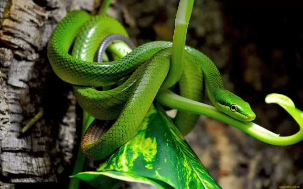 HD image of a vibrant green snake coiled around a slender branch amidst lush foliage, used as a desktop wallpaper and background.