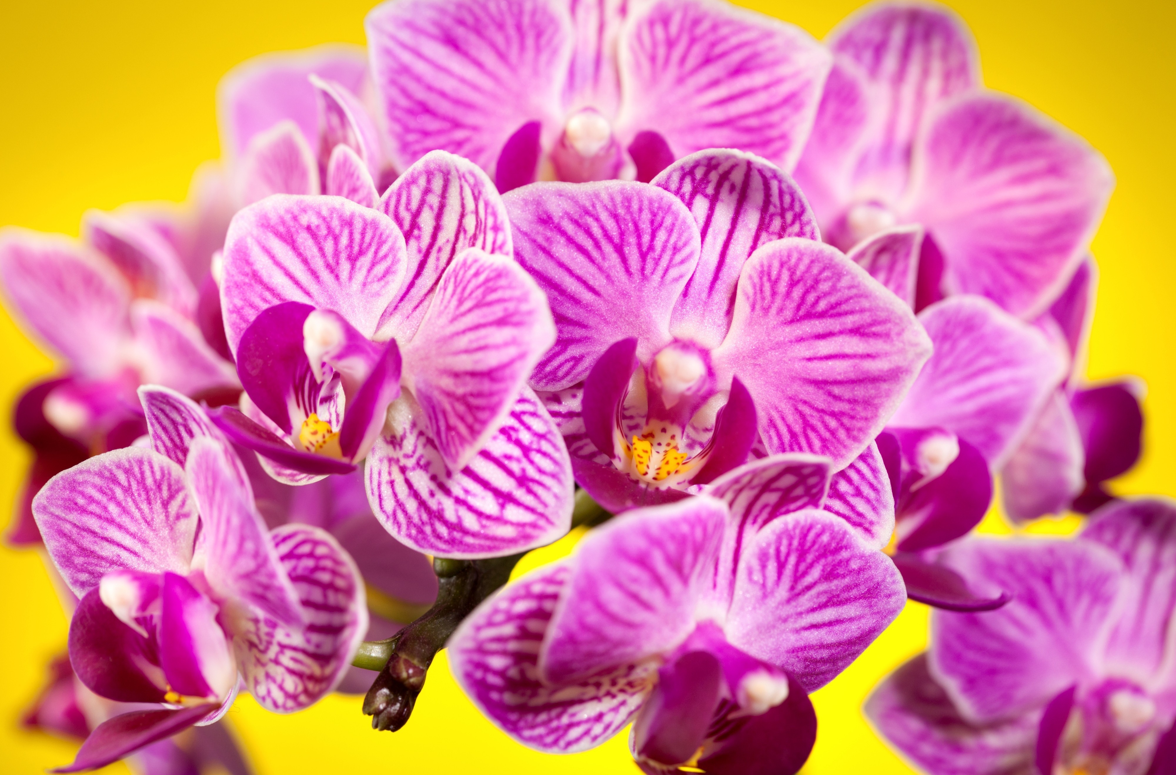 Download Flower Nature Orchid 4k Ultra HD Wallpaper