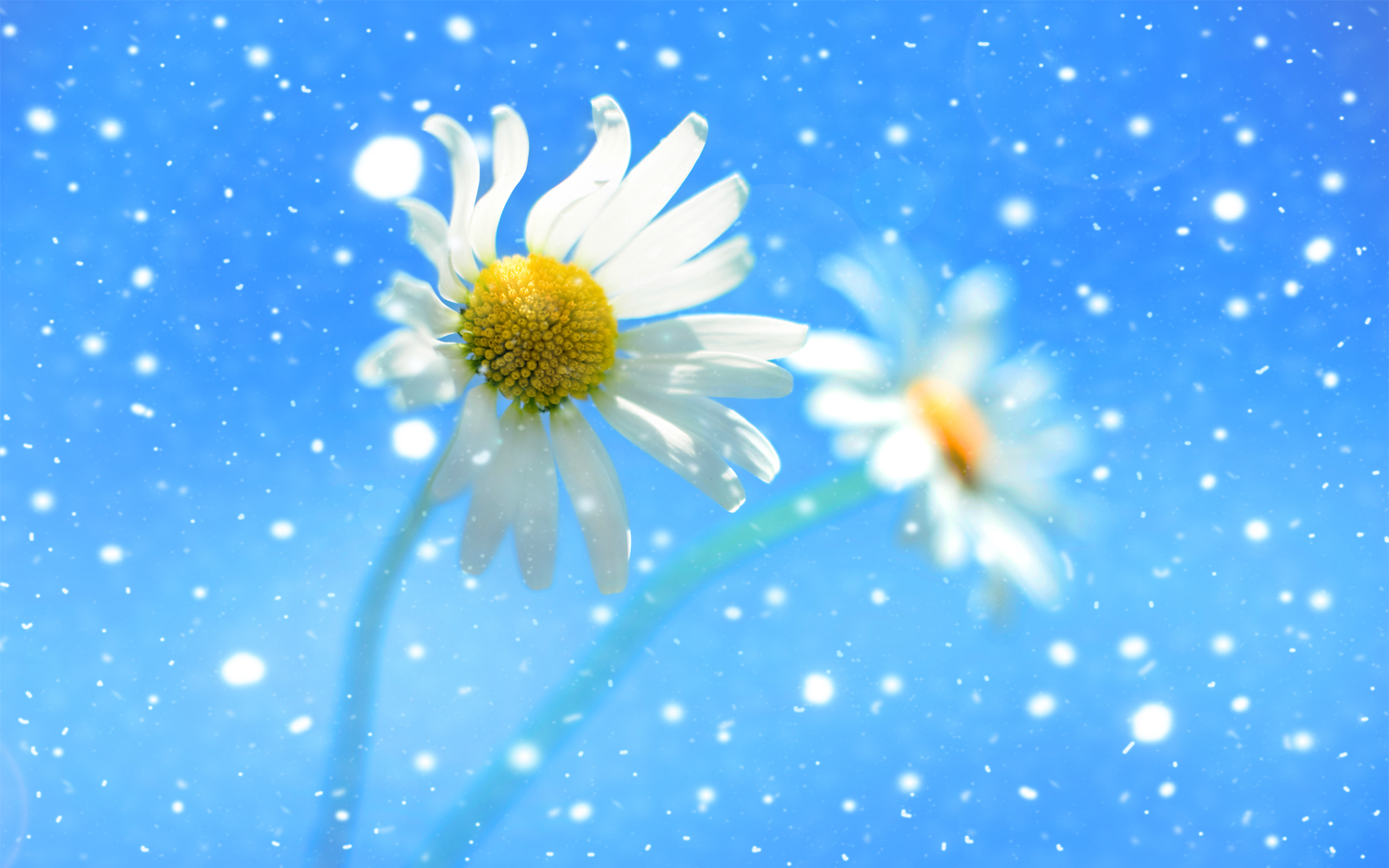Nature Daisy HD Wallpaper | Background Image