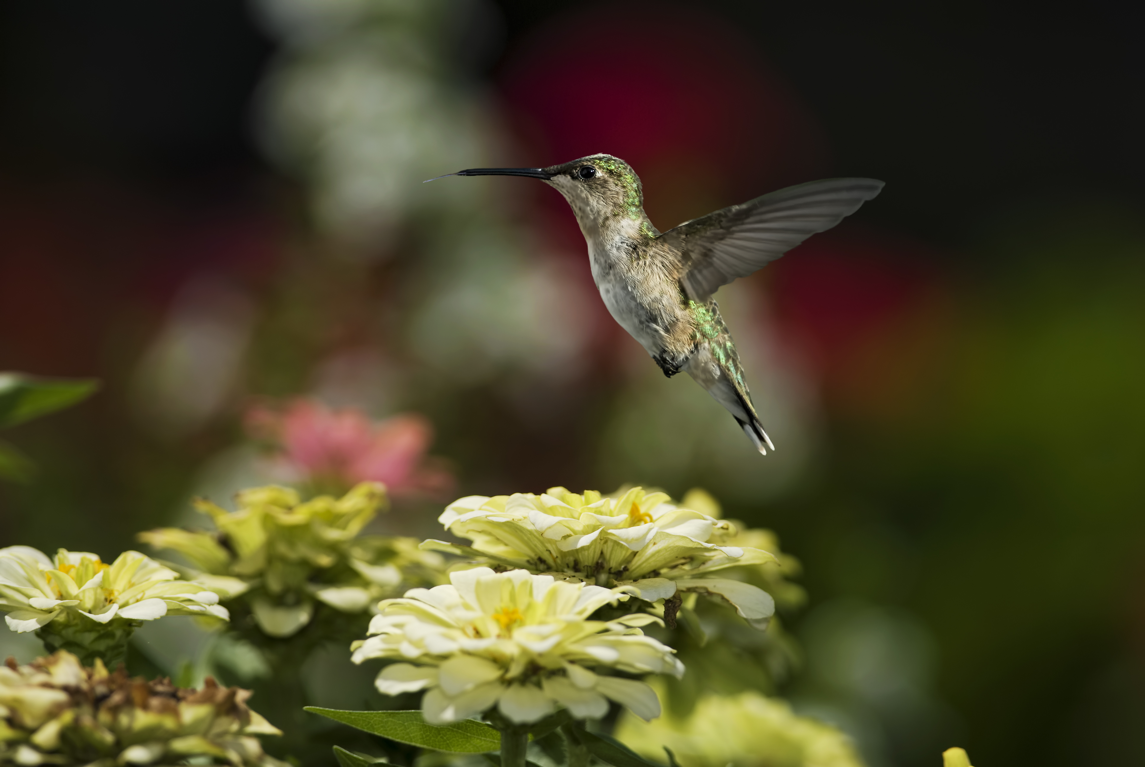 Hummingbird 4k Ultra HD Wallpaper