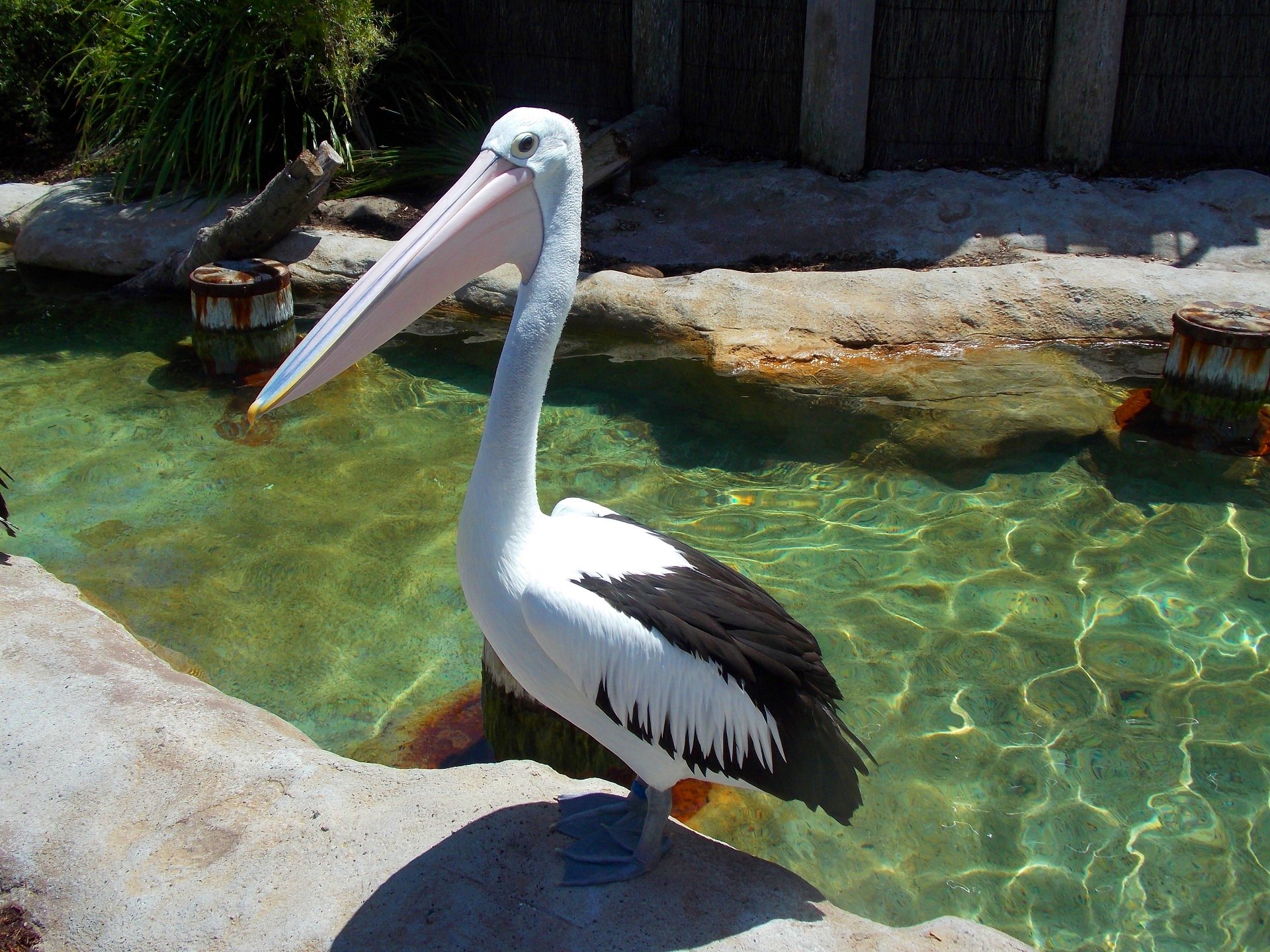 HD PC desktop wallpaper of a pelican (bird, Animal) standing beside a clear turquoise zoo pool, calm scenic background.