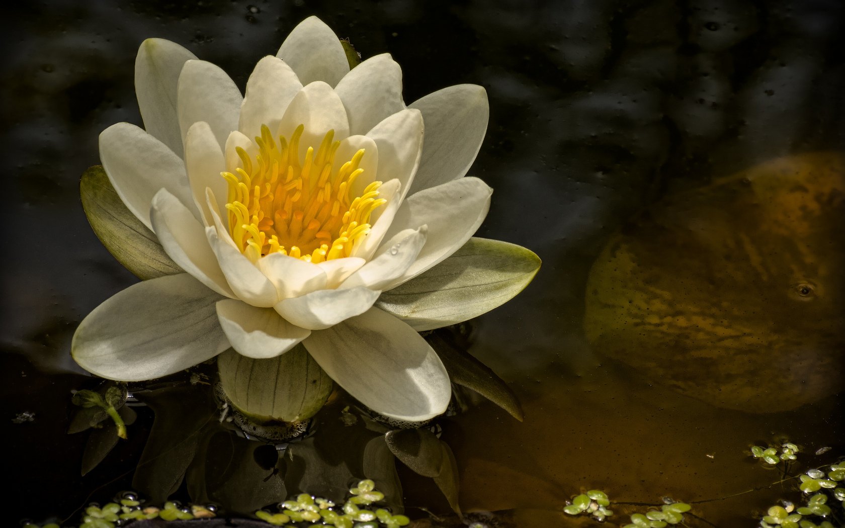 Nature Water Lily Wallpaper