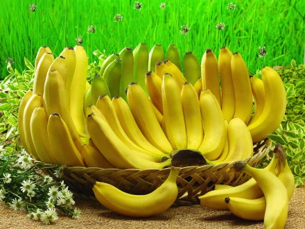 A vibrant 4K Ultra HD image showcasing a basket filled with ripe yellow bananas, surrounded by lush green grass and greenery. Perfect desktop wallpaper for food enthusiasts.