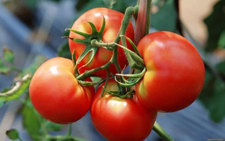 HD PC desktop wallpaper and background: close-up of ripe red tomatoes on the vine, fresh food.