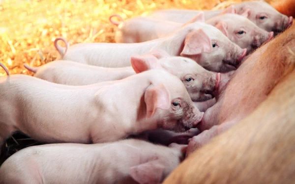 A serene HD wallpaper featuring a litter of adorable piglets nursing, capturing the warmth and charm of farm life against a backdrop of soft straw.