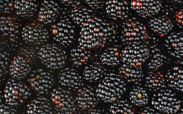 food blackberry HD Desktop Wallpaper | Background Image