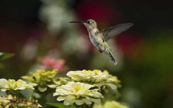 A hummingbird in flight near yellow flowers captured in stunning 4K Ultra HD, showcasing the delicate beauty of this flying animal against a blurred natural background.