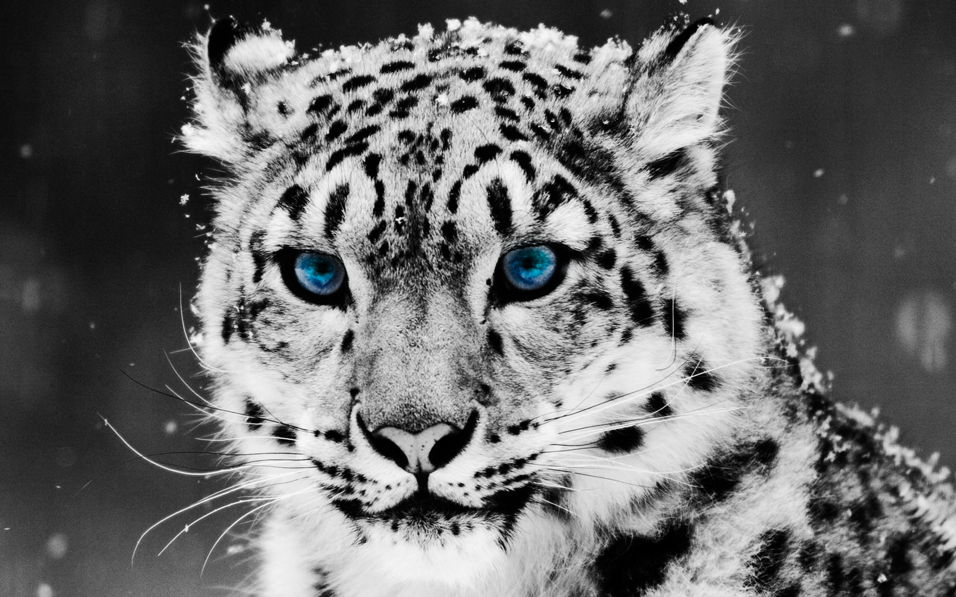 A striking snow leopard with captivating blue eyes stares intensely, surrounded by softly falling snow, creating a stunning HD desktop wallpaper featuring this majestic animal.