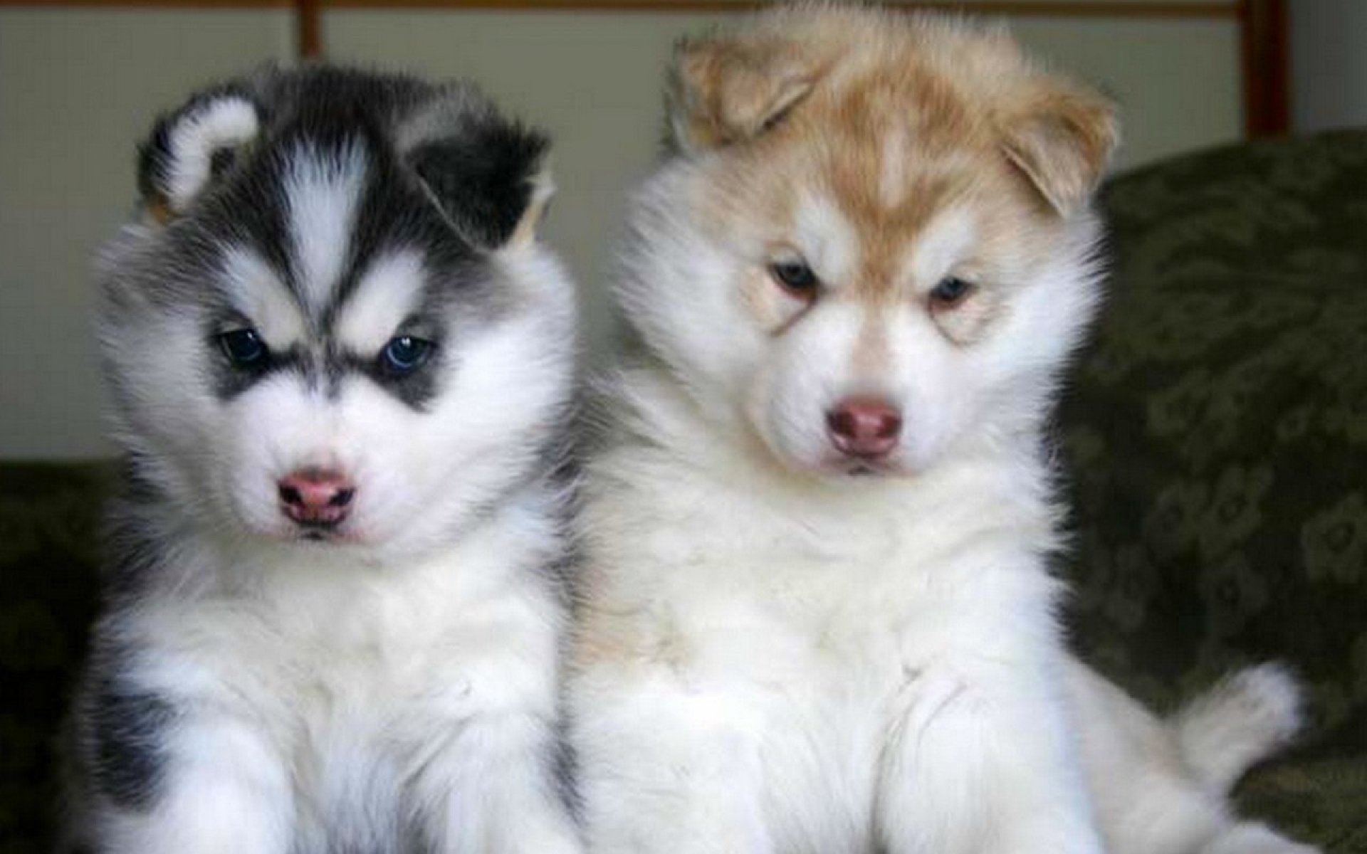 Two adorable Siberian Husky puppies sit side by side, showcasing their fluffy coats and playful expressions. This high-definition image makes a charming desktop wallpaper.