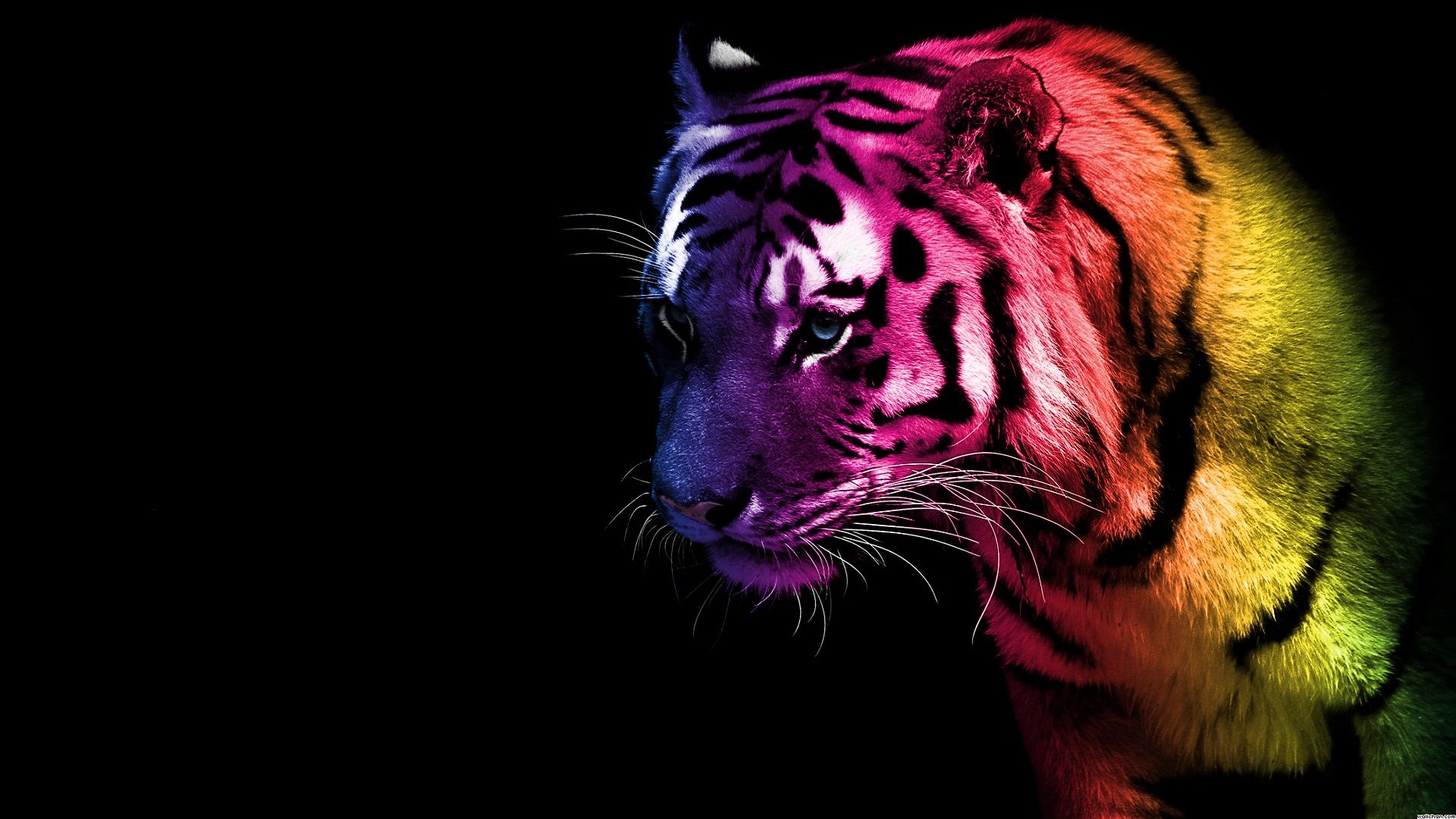 Tigre Fond d écran HD Arrière Plan x ID Wallpaper Abyss