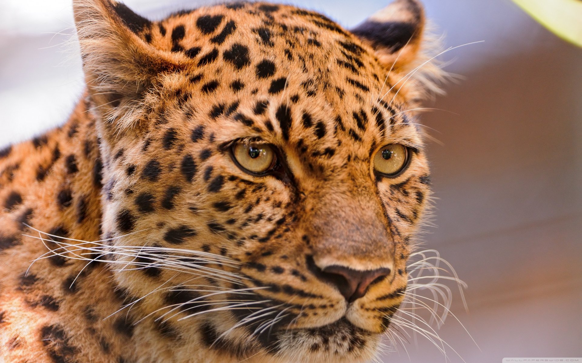 Download Animal Leopard HD Wallpaper