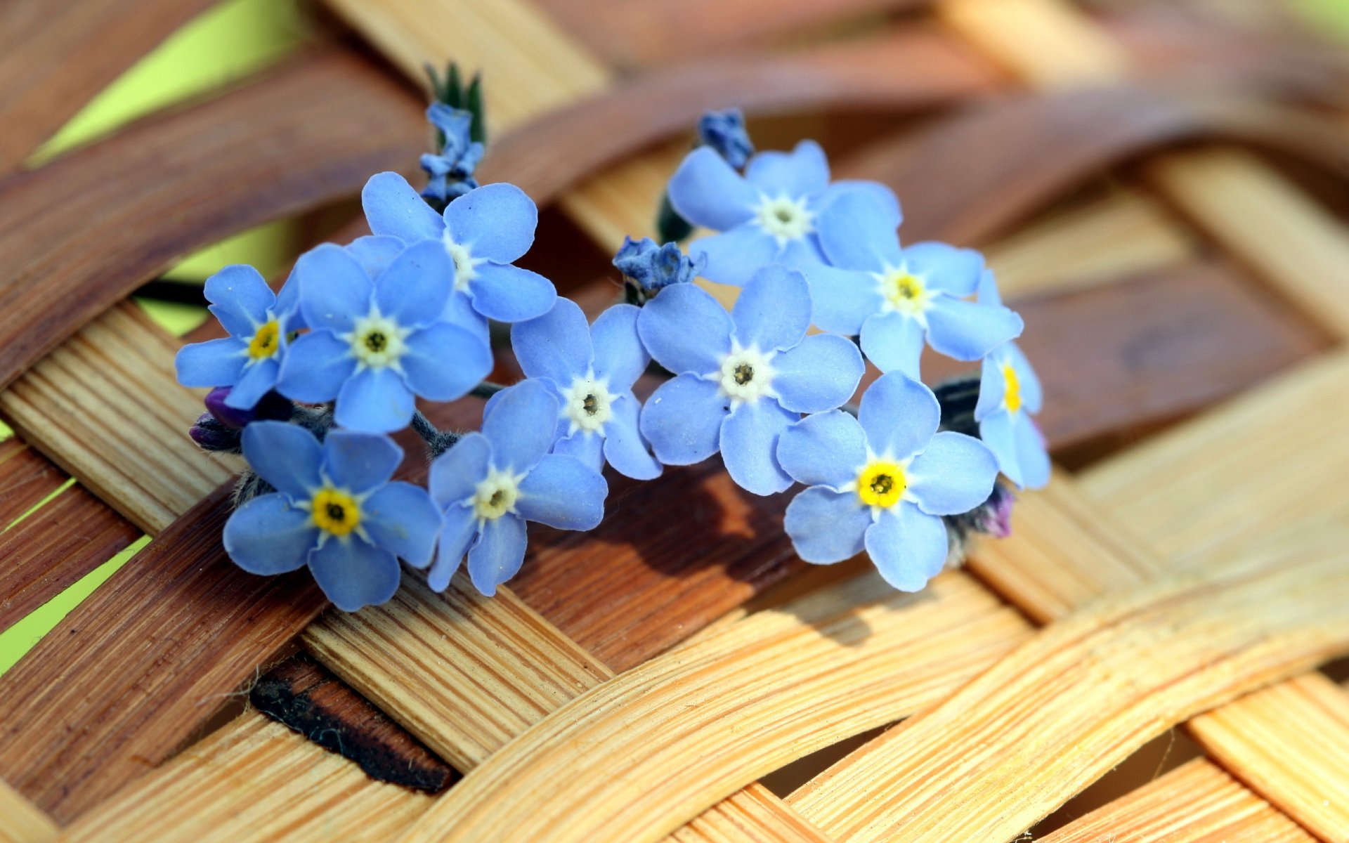 Nature Forget-Me-Not HD Wallpaper