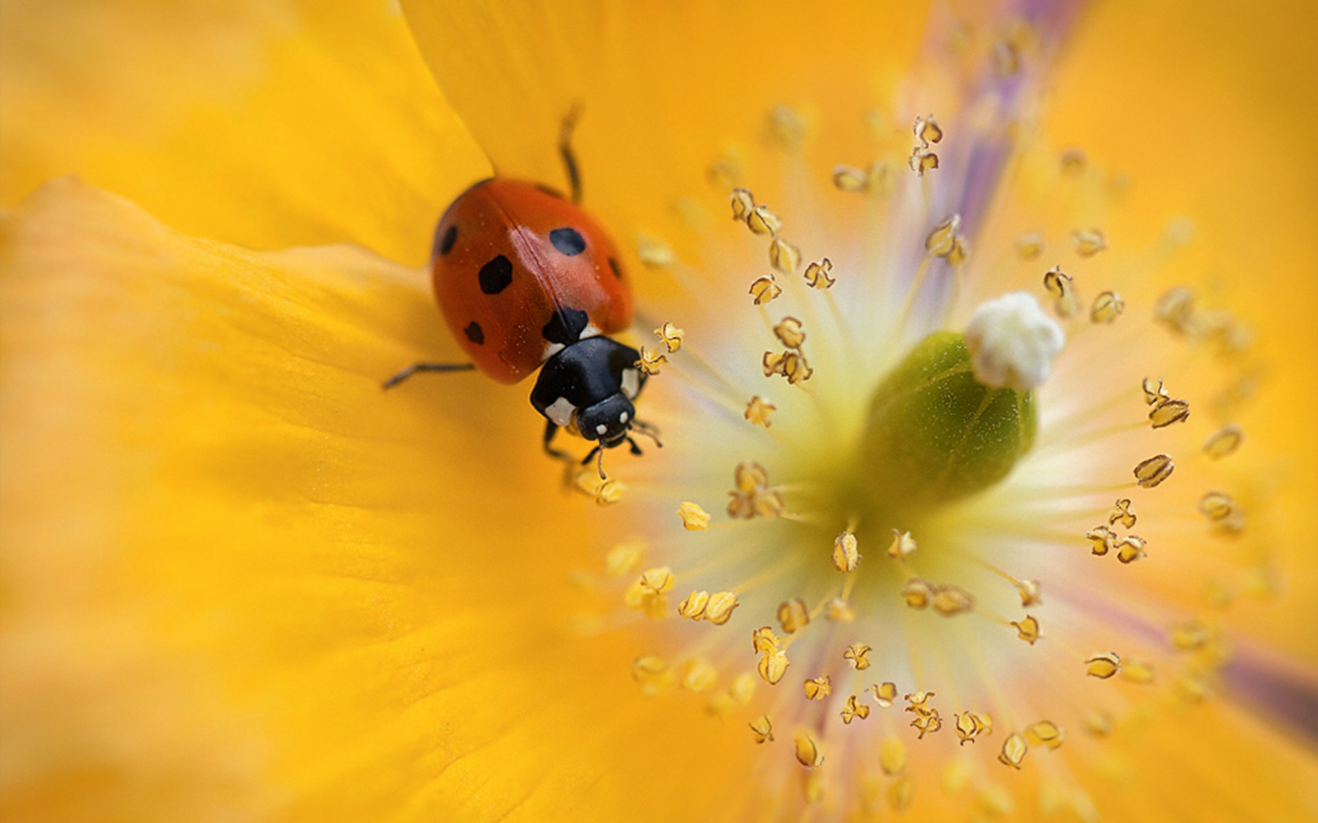 Close-up of a red ladybug on the stamen of a vibrant yellow flower, 2K Quad HD PC desktop wallpaper and background.