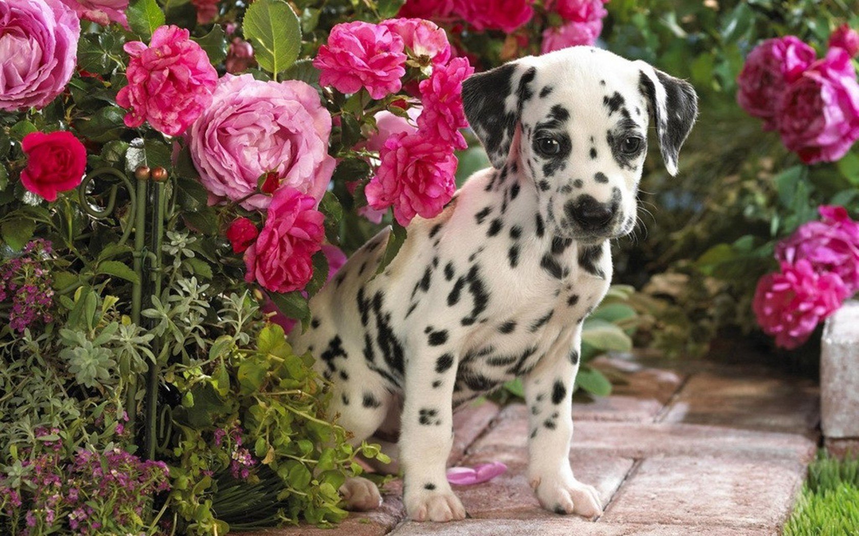 A playful Dalmatian puppy surrounded by vibrant pink roses, offering a charming and colorful backdrop for a HD PC desktop wallpaper.