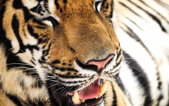 221 4k Ultra Hd 老虎壁纸 背景 Wallpaper Abyss 页面4