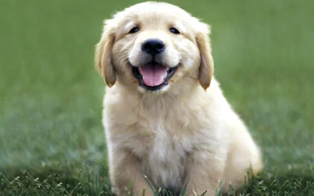 Animal golden retriever HD Desktop Wallpaper | Background Image